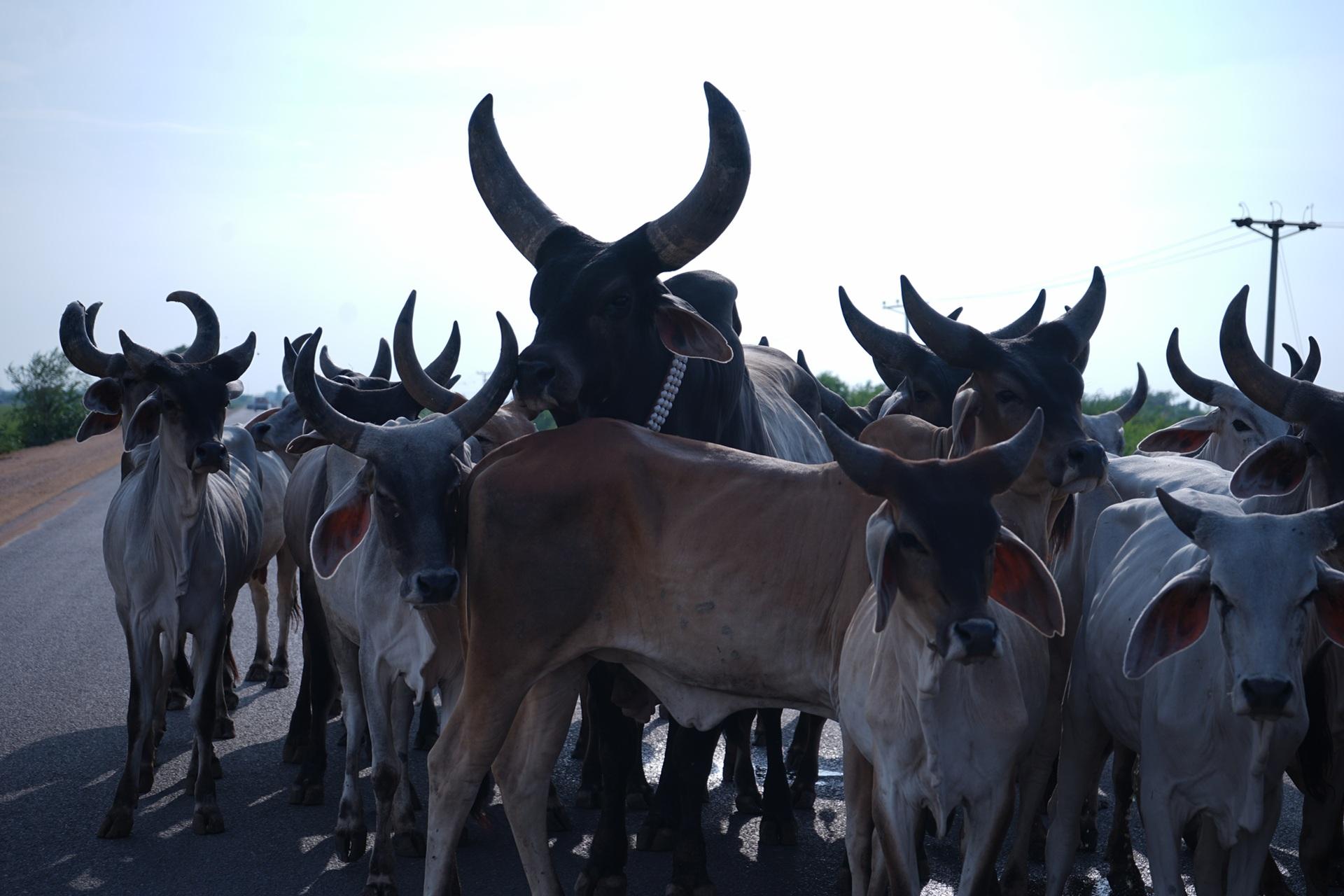 Family Cow Qurbani Cows for Family Qurbani